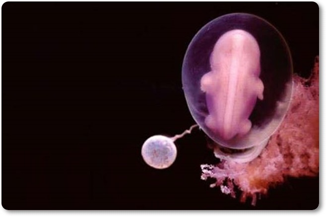 Od spermija do rojstva 08 (blog Don Marko M)