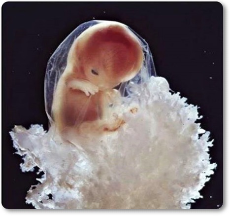 Od spermija do rojstva 12 (blog Don Marko M)