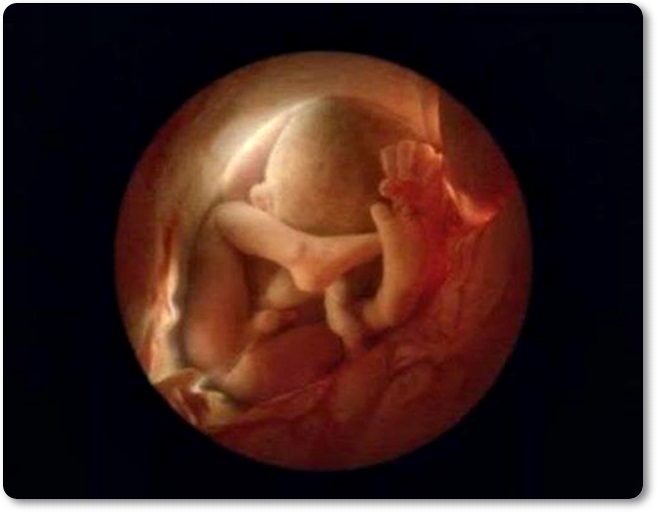 Od spermija do rojstva 19 (blog Don Marko M)